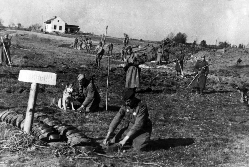 Sapeurs soviétiques avec les chiens cherchent des mines