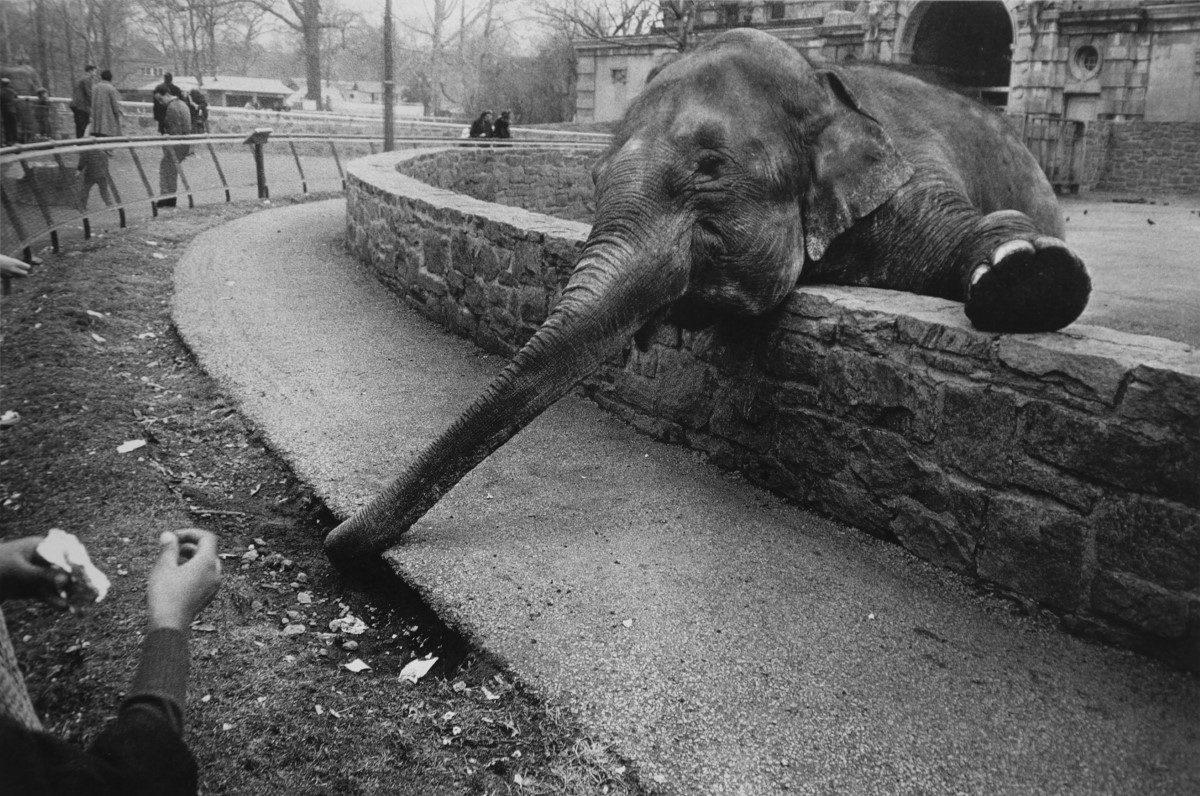 Regarder Le Plus Dangereux Des Animaux Dans Le Monde Le