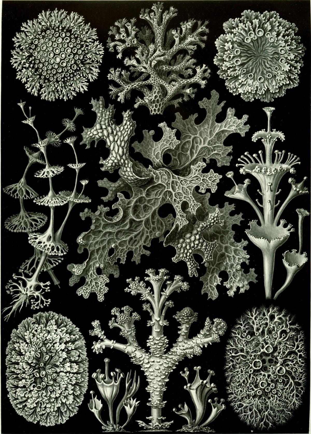 De magnifiques Tirages De Ernst Haeckel des Illustrations de la Vie Microscopique