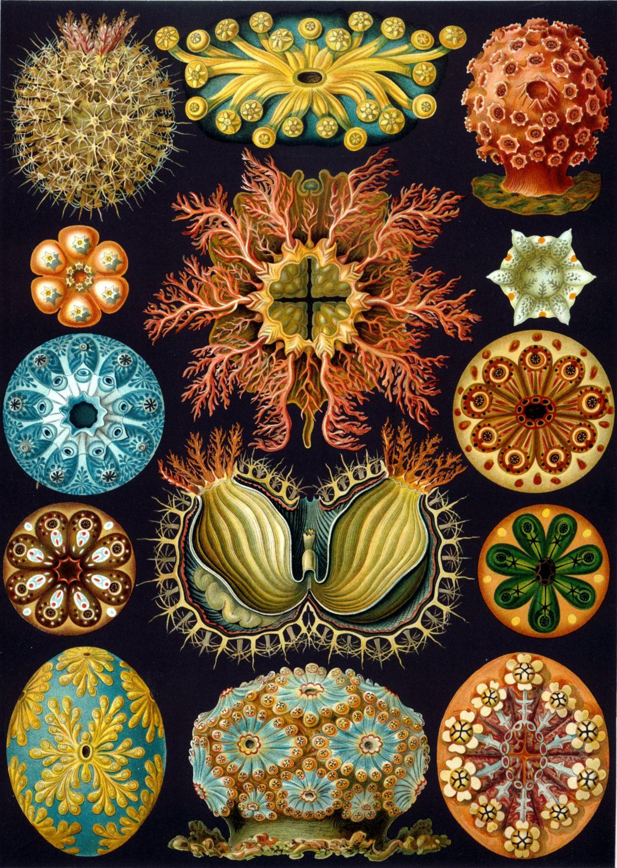 De magnifiques Tirages De Ernst Haeckel des Illustrations de la Vie Microscopique