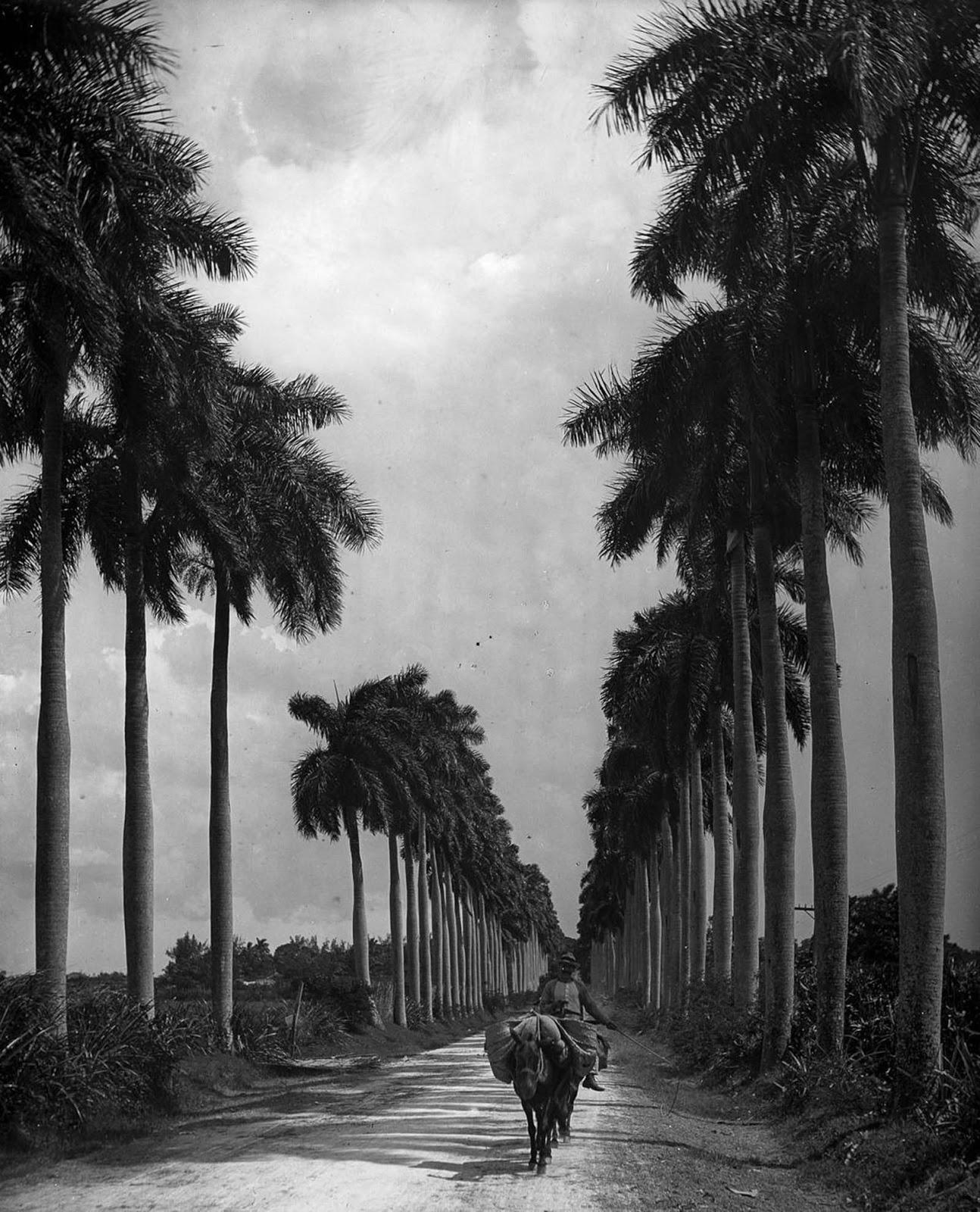 Les rues animées de la Vieille Havane, 1890-1910