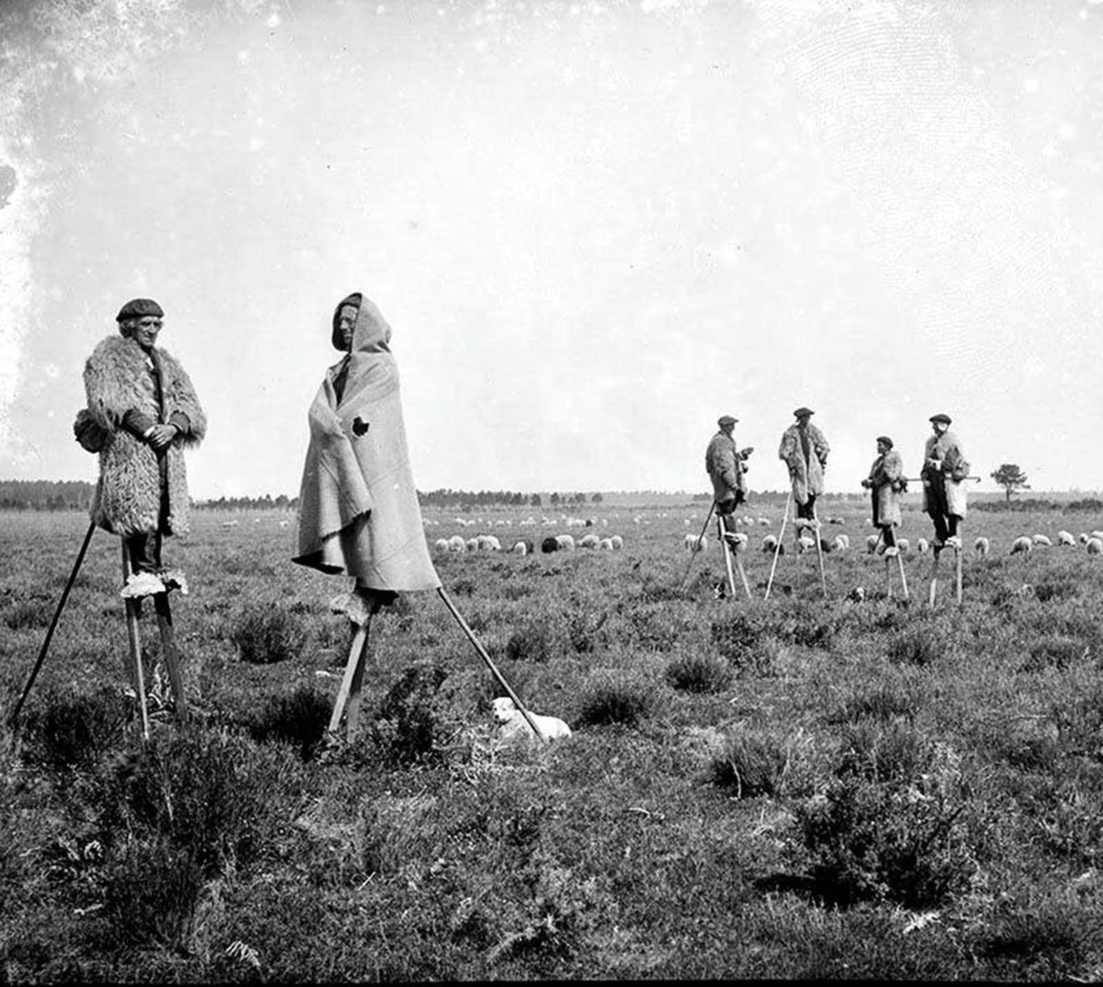 Les bergers sur pilotis des prairies françaises, 1843-1937