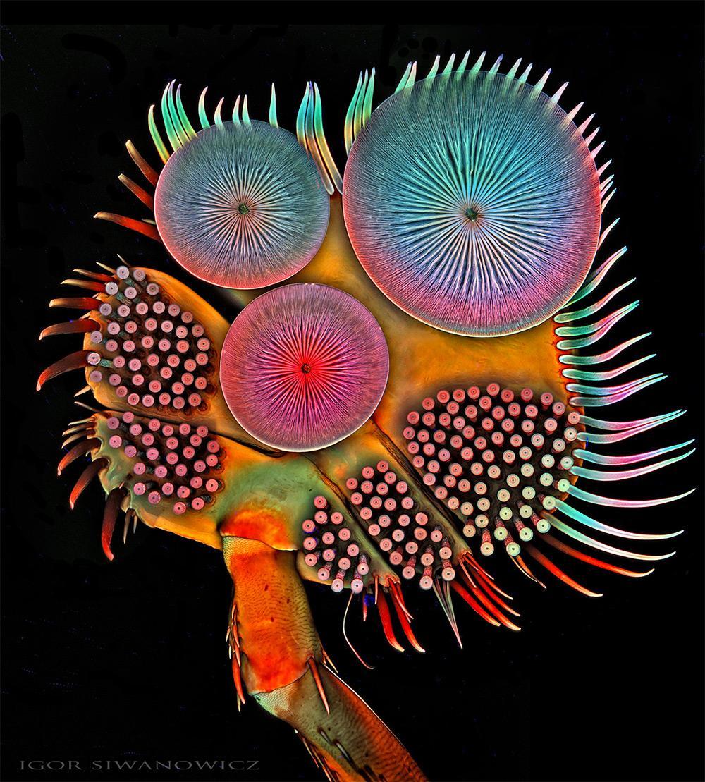 Les incroyables photographies d'un scientifique de créatures microscopiques