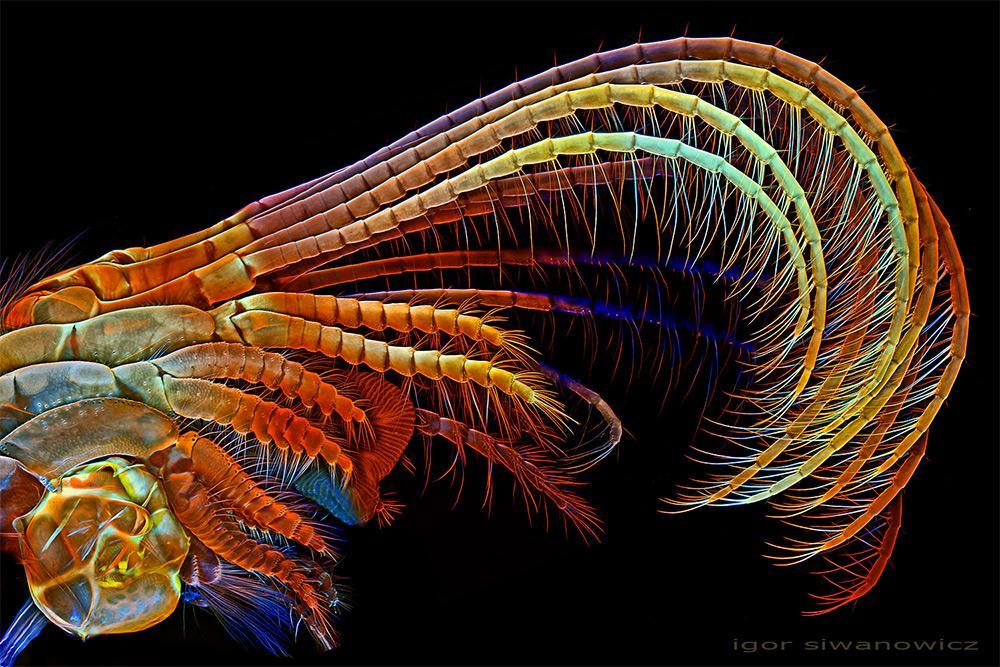 Les incroyables photographies d'un scientifique de créatures microscopiques
