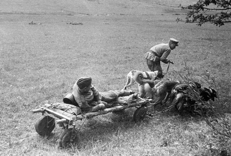 Évacuation des blessés du champ de bataille sur un traîneau à chiens près de Lviv. Août 1944