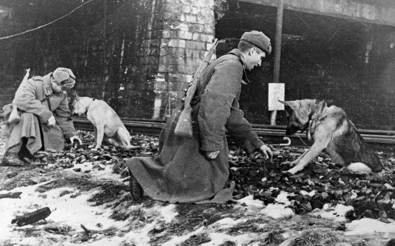 Les sapeurs soviétiques recherchent des mines à l'aide de chiens sur une voie ferrée à Budapest. 14 février 1945