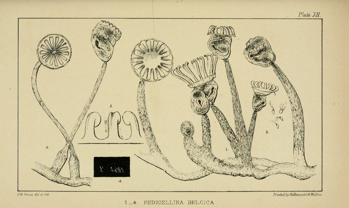 Illustrations de Naturalist's Rambles sur la côte du Devonshire par Philip Henry Gosse - 1853