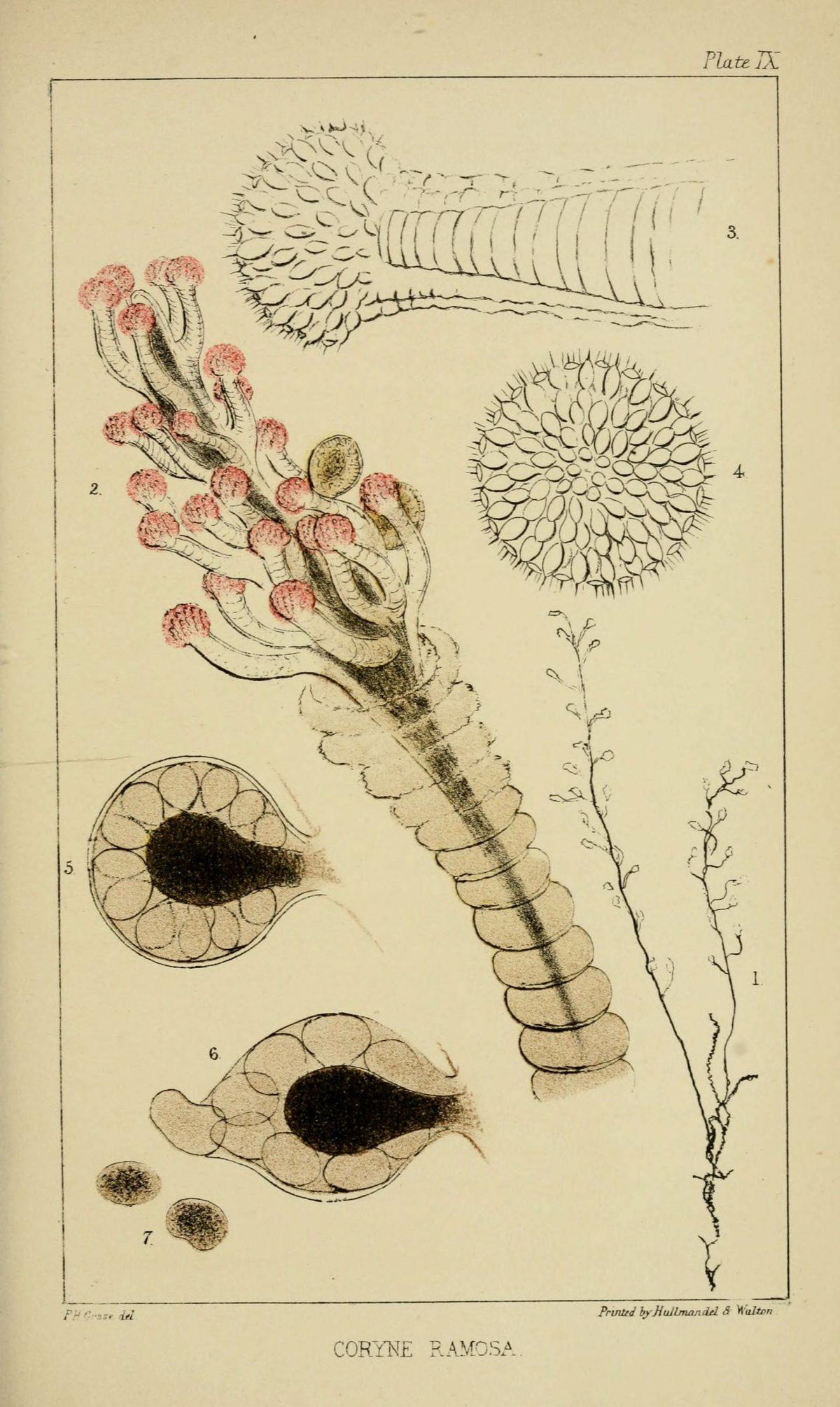 Illustrations de Naturalist's Rambles sur la côte du Devonshire par Philip Henry Gosse - 1853