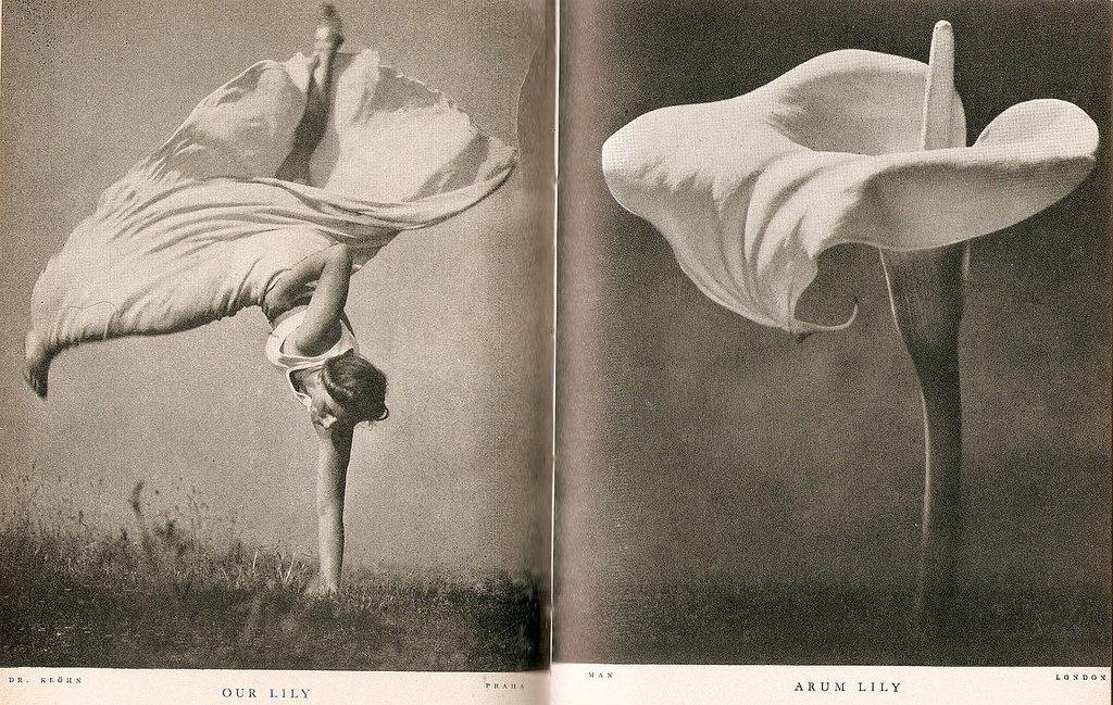 Notre Lily, Arum Lily, Stefan Lorant, Photographie, 1937